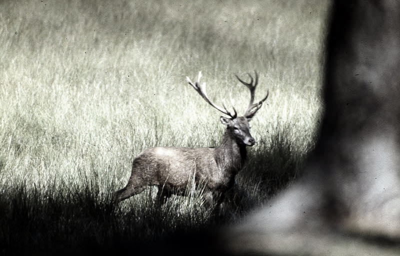 Jagdurlaub in Mecklenburg - Jagd Jagen Wald Wildtiere Mecklenburg